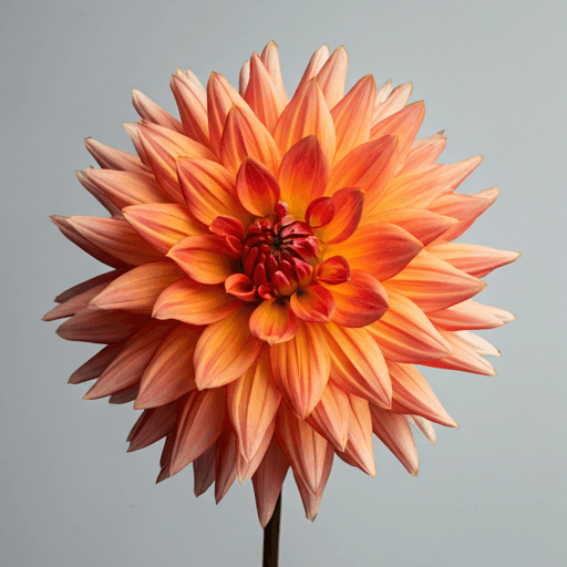 Dahlia Blume